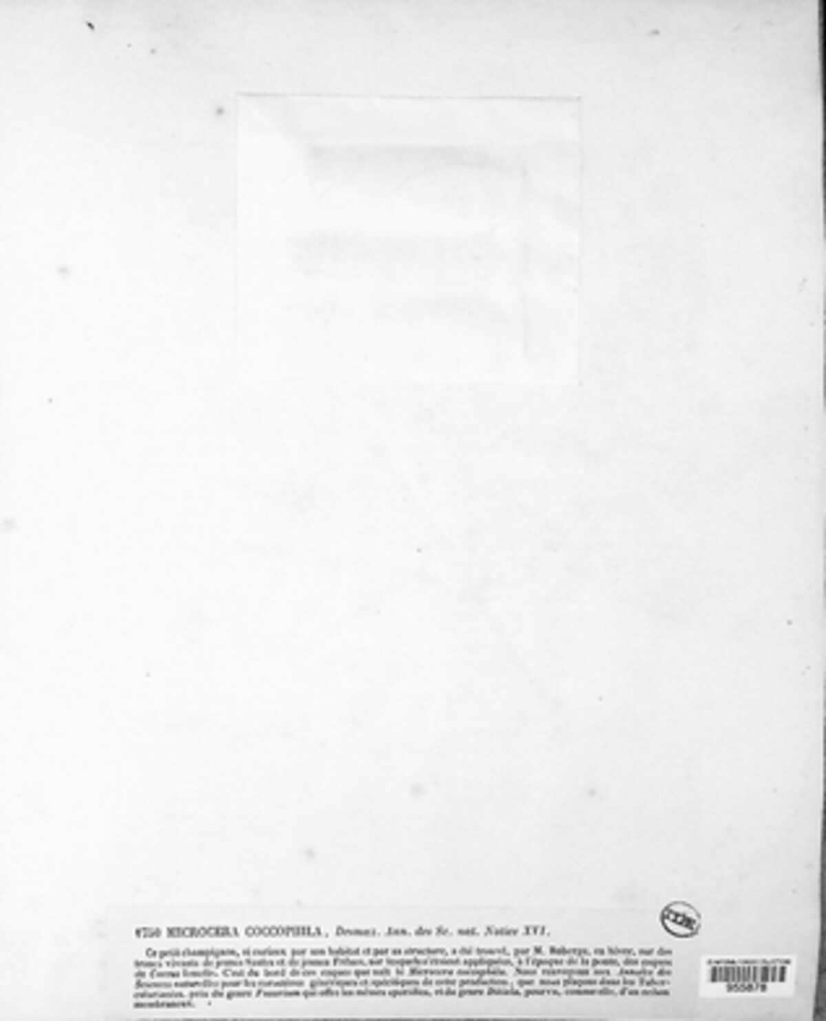 Microcera coccophila image